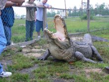 Big Al, a 72-year-old alligator who lilves at Gator Country Alligator Theme Park in Beaumont.