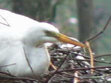 Egret in nest, among thousands on the Noces river at Shangril-la. Max Hartshorne photo.