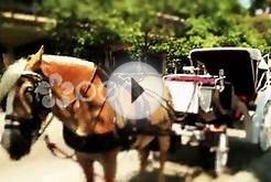 Carriage Horse In Old City Philadelphia Stock Video